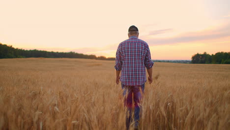 View-from-the-back:-An-elderly-male-farmer-walks-through-a-wheat-field-at-sunset.-The-camera-follows-the-farmer-walking-on-the-rye-field-in-slow-motion